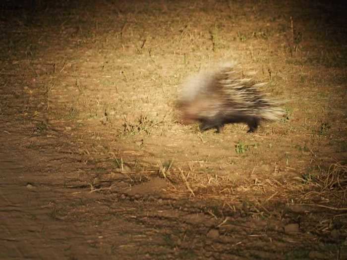 "Six trips to Africa and finally got my porcupine photo," said Jo Thomas.