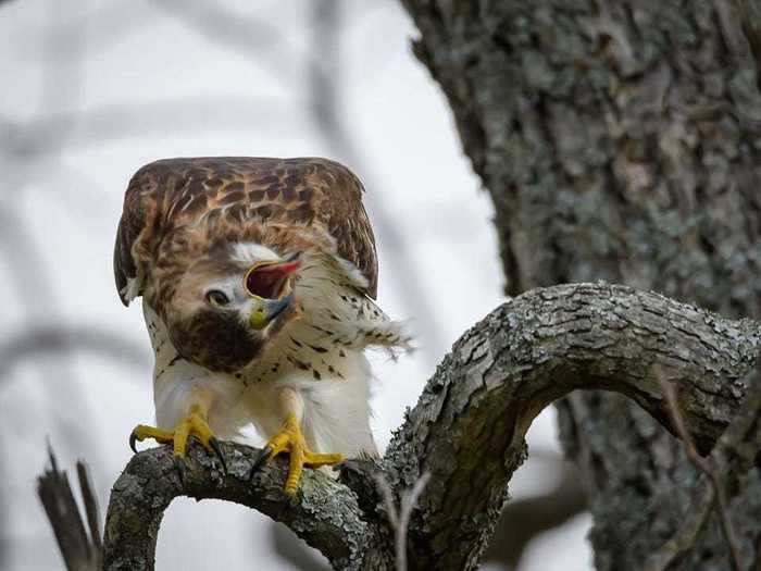 Looks like this hawk was not too pleased about being photographed by Joe Hendrickson.