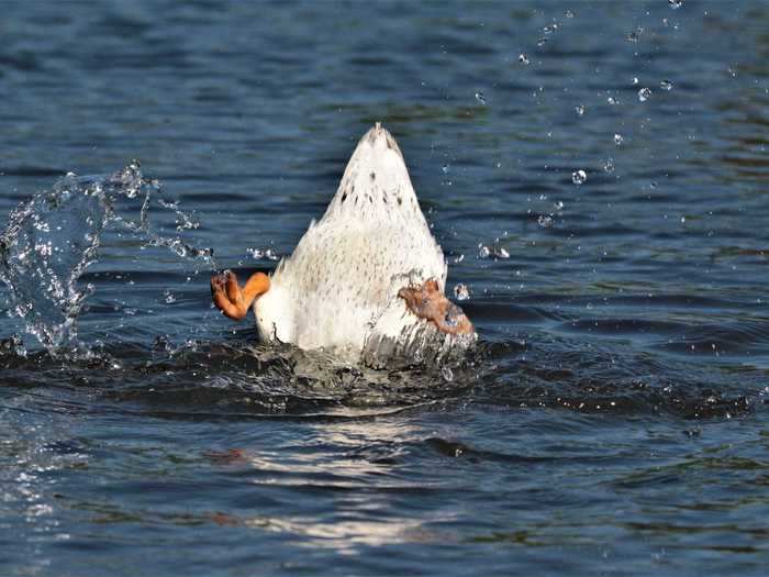 Paul Crowther busted his butt to get a shot of this duck.