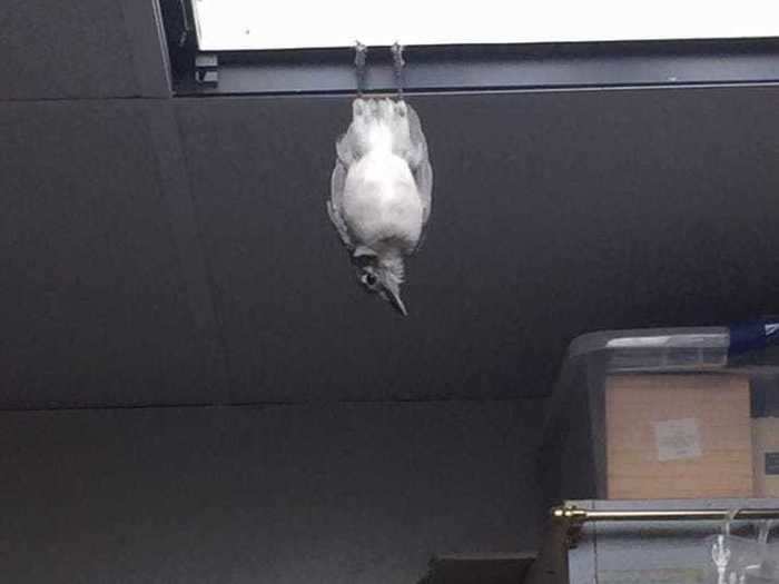 Cassandra Shinpaugh found a bird that seemed to think it was a bat.