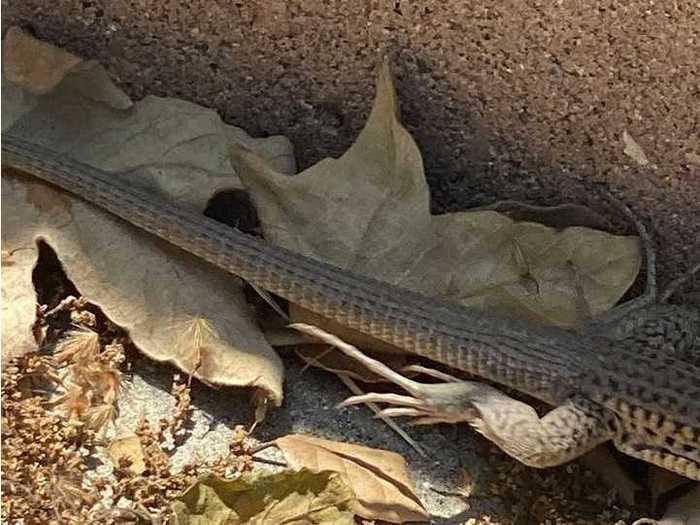 Fletcher Nickerson did not wish to photograph this lizard