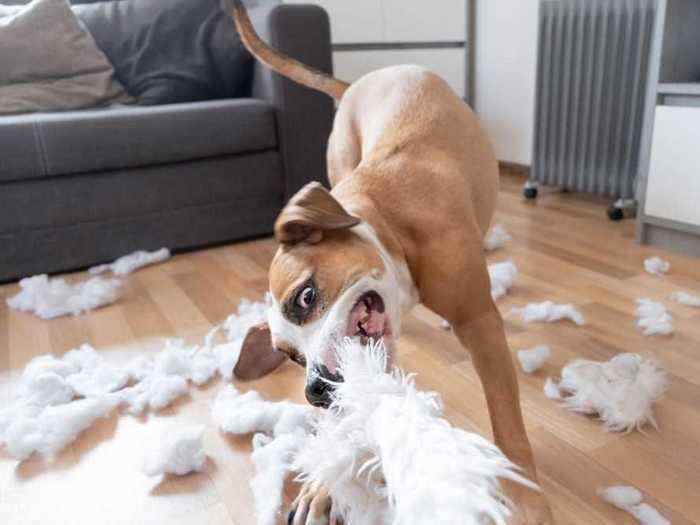 Buying a destructive pet a stuffed toy can be risky.