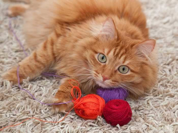 Buying yarn or string for cats can lead to health problems.