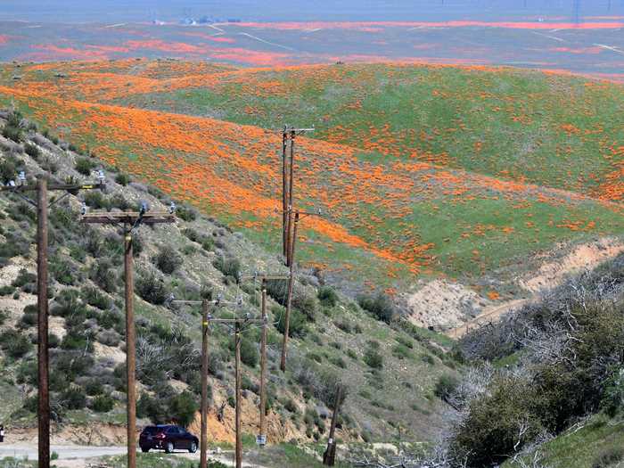 The bright orange flowers carpet the rolling hills.