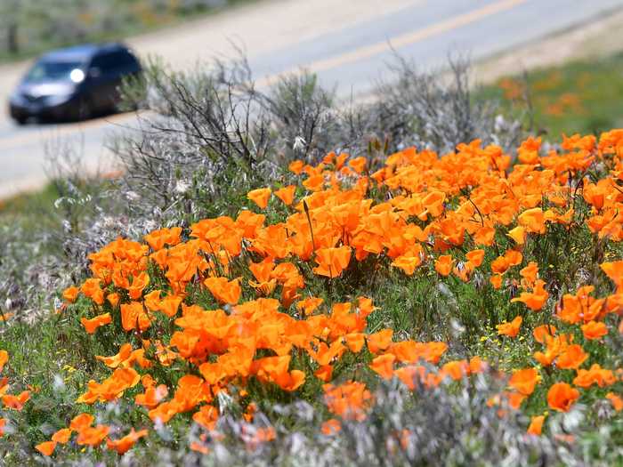 The Antelope Valley California Poppy Reserve, a popular spring tourist destination, is currently closed to vehicular traffic.