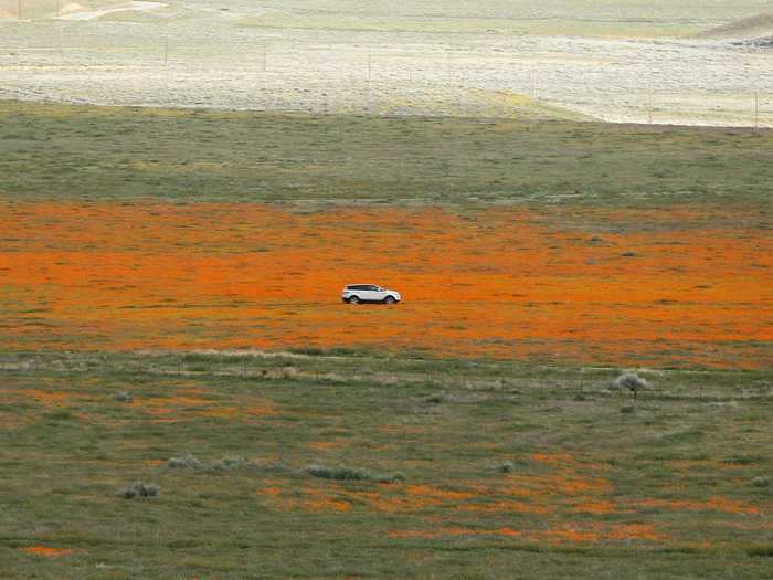 But the poppies have sprouted up all over Lancaster, California.