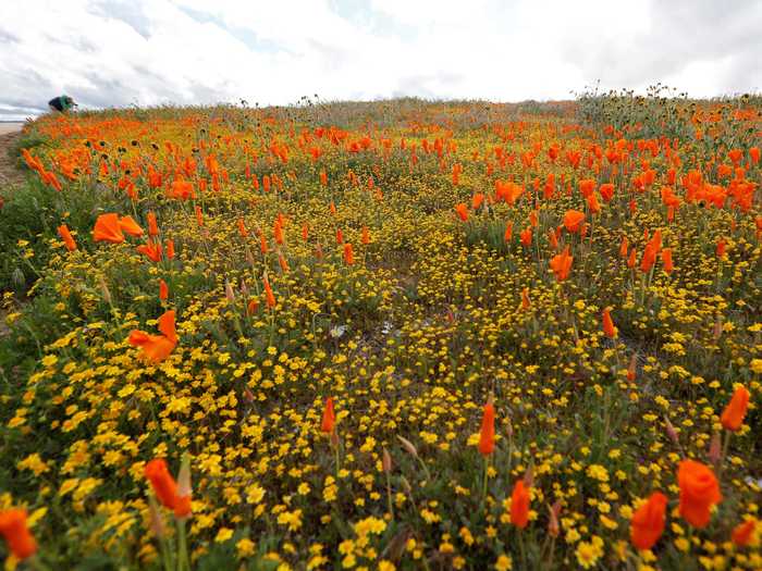 In addition to poppies, the warm weather has allowed other flower varieties to flourish this season.