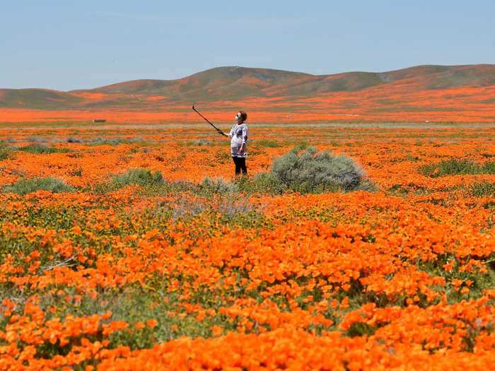 Some locals ventured out to Antelope Valley California Poppy Reserve to enjoy the poppies while practicing social distancing.