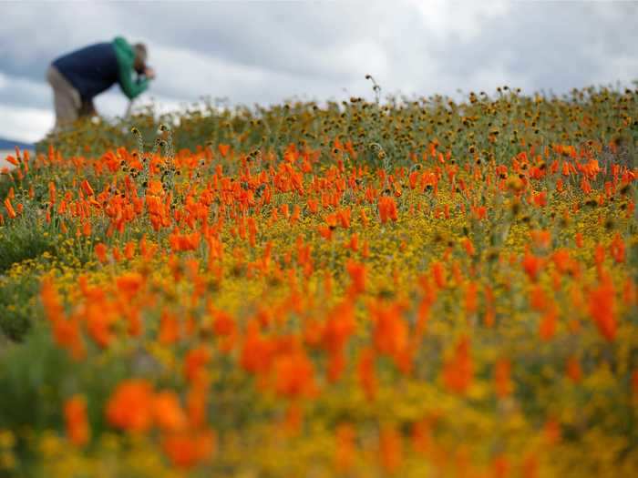 Others focused their lenses on the flowers themselves.