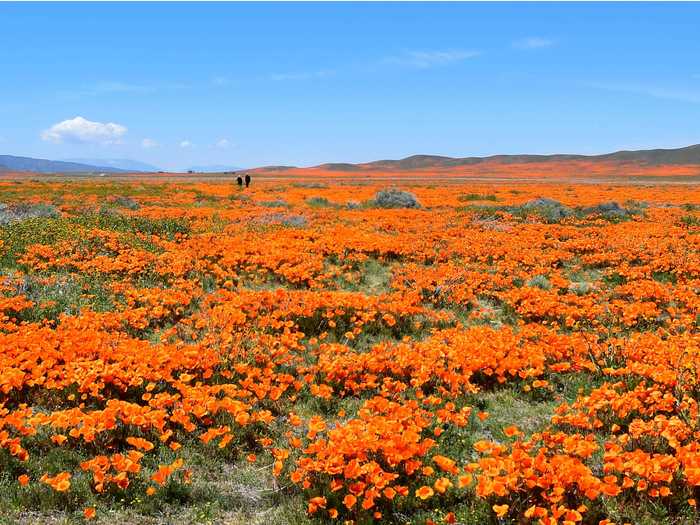 California poppies aren