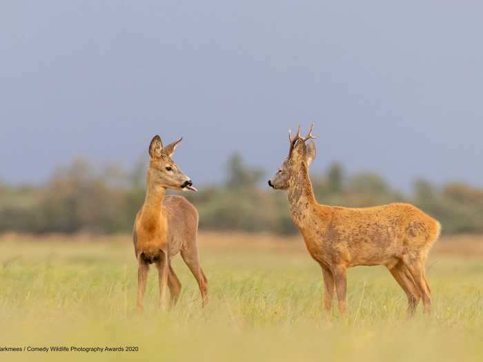 Photographer Alvin Tarkmees photographed a roebuck deer with attitude in Estonia.