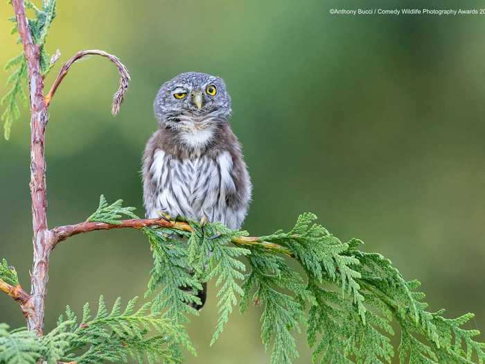 A northern pygmy owl in Vancouver Island, British Columbia, appeared to have a hard time staying awake.