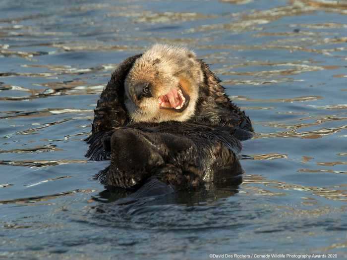 A sea otter in Morro Bay, California, appeared to find something very funny.