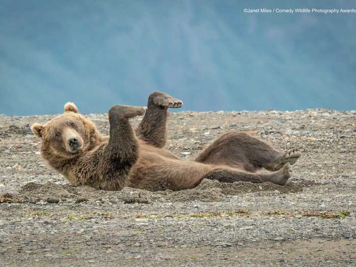 Perhaps this brown bear in Lake Clark, Alaska, was trying to start a new TikTok dance trend.