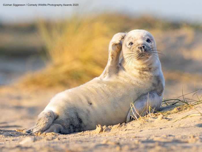 A seal on the beach in Winterton-on-Sea, UK, seemed to scratch its head in confusion.