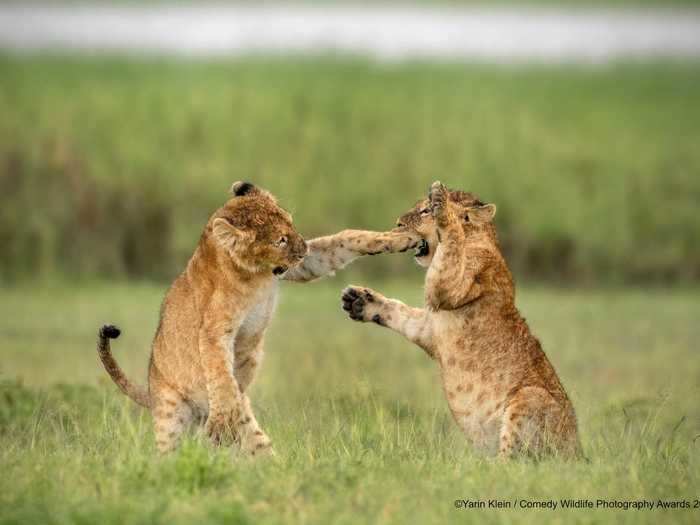 A lion cub in Ngorongoro Crater, Tanzania, threw a punch in a playful wrestling match with another cub.