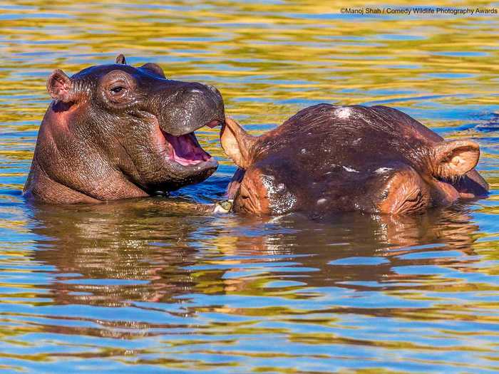 A baby hippo in Masai Mara, Kenya, appeared to find its mother hilarious.