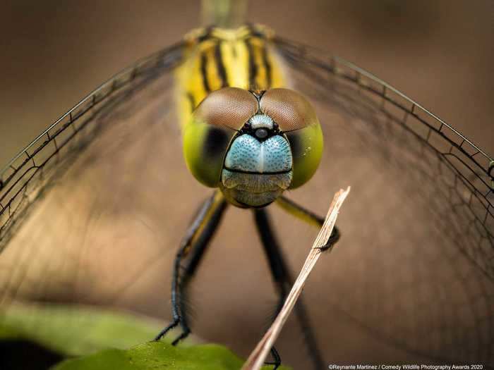 In Zambales, Philippines, a chalky percher damselfly was ready to conduct an orchestra with a plant baton.