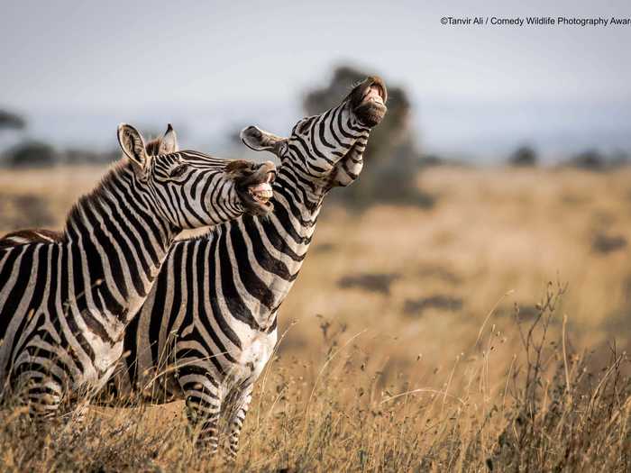 Zebras in Nairobi National Park, Kenya, looked like they were having a laugh.