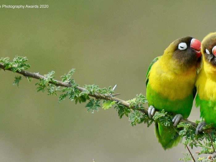 A yellow-collared lovebird in Tarangire National Park, Tanzania, appeared to share a secret while perched on a tree branch.