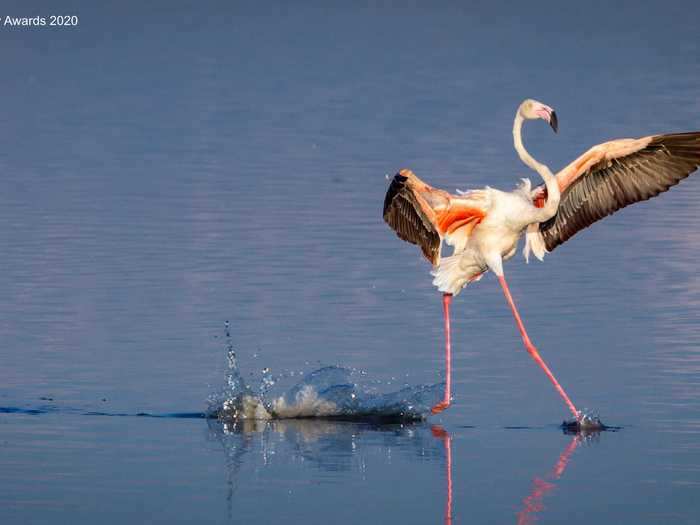 Photographer Tommy Mees spotted a flamingo in Serengeti, Tanzania, appearing to walk on the surface of Lake Magadi.