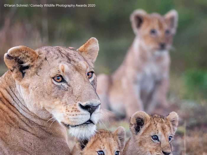 A lion cub in Masai Mara, Kenya, was wowed by something in the distance.