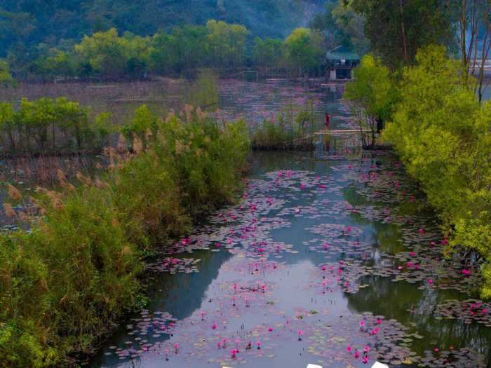 "Water lily season" by Tran Quang Quy