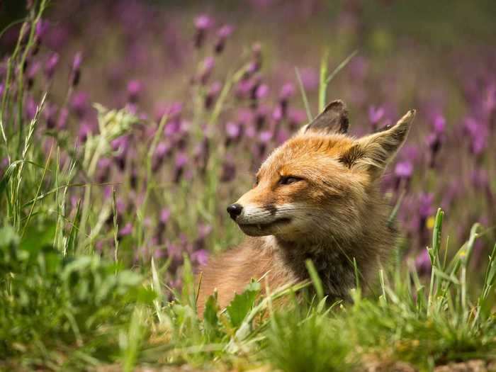 "A beautiful red fox smelling the lavender perfume" by Mary Bassani