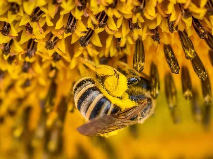 "Bee" by Iro Kiorapostolou