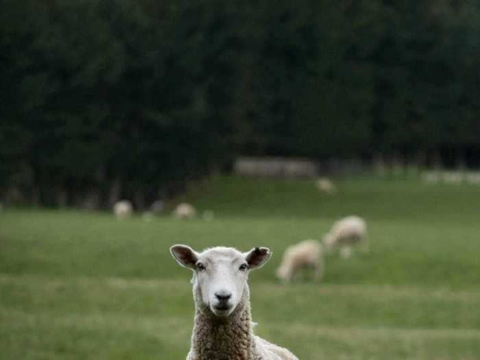 "Feeding Lamb" by Brin Griffiths