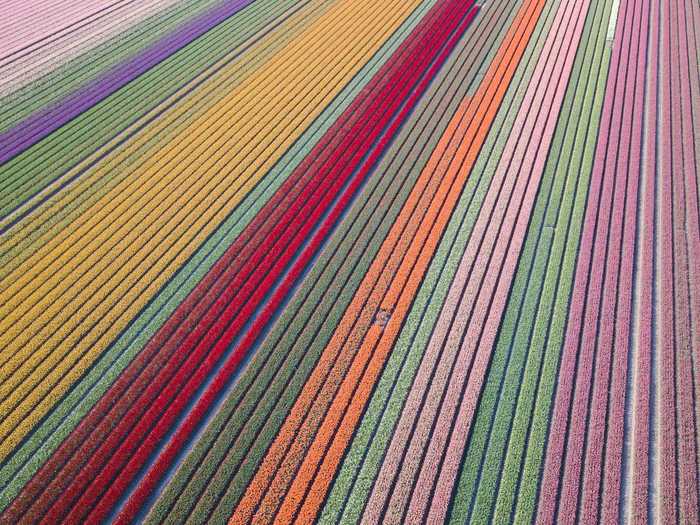 "Tulip fields in the Netherlands" by Erwin Doorn
