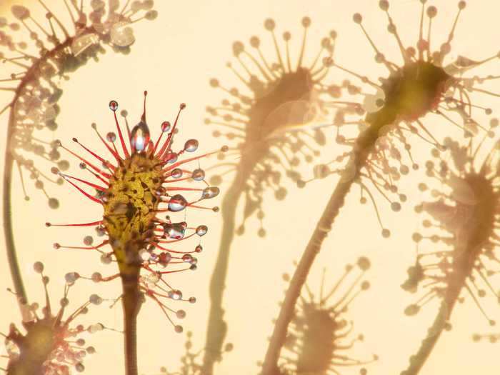 "Sundew," taken by Edwin Giesbers, won first place in the Landscapes, Waterscapes, and Flora category.