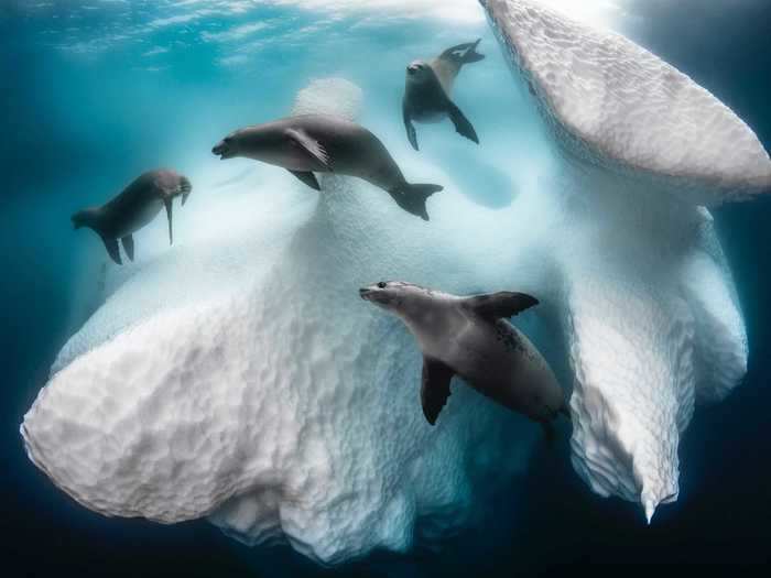 "Frozen Mobile Home" took home the top prize in the Aquatic Life category.