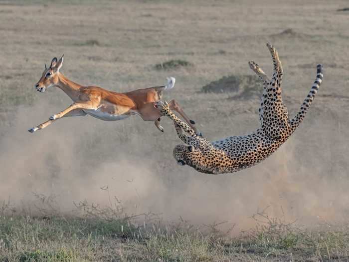 "Cheetah Hunting in Maasai Mara," taken by Yi Liu, was awarded first place in the Terrestrial Life category.