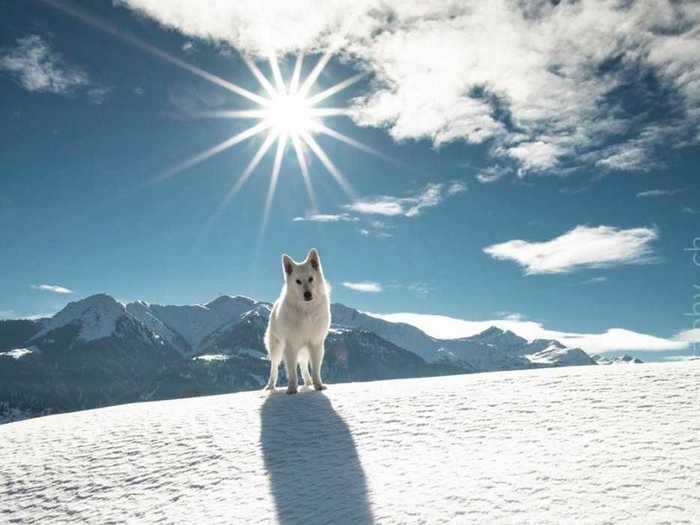 A fluffy dog and his owner helped people virtually travel to Switzerland through breathtaking videos.