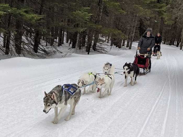 A 22-year-old and her sled dogs came to the rescue when she saw seniors in her community still buying groceries during the pandemic.