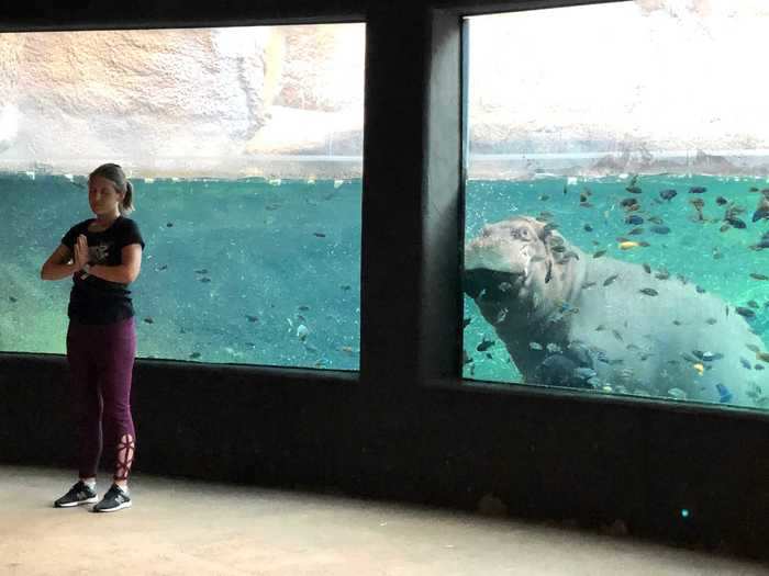 The San Antonio Zoo kept animals and visitors entertained through live-streamed yoga classes.