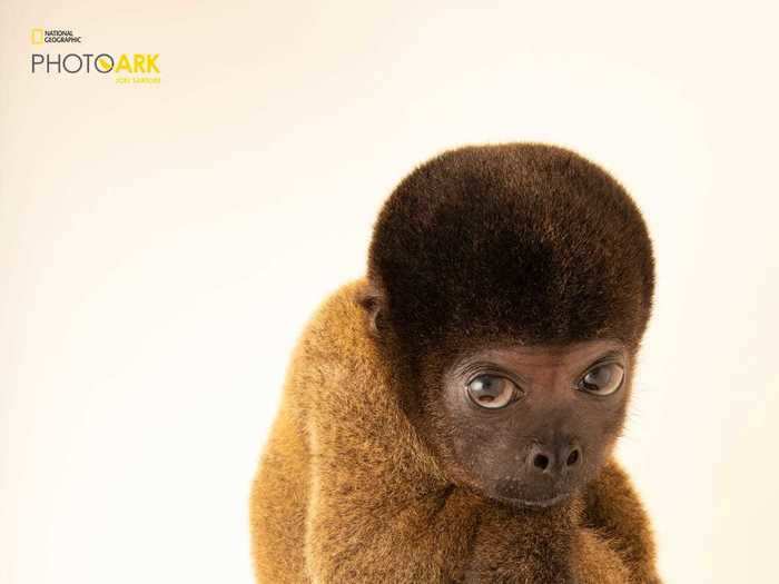 Each animal is photographed in front of a black or white background.