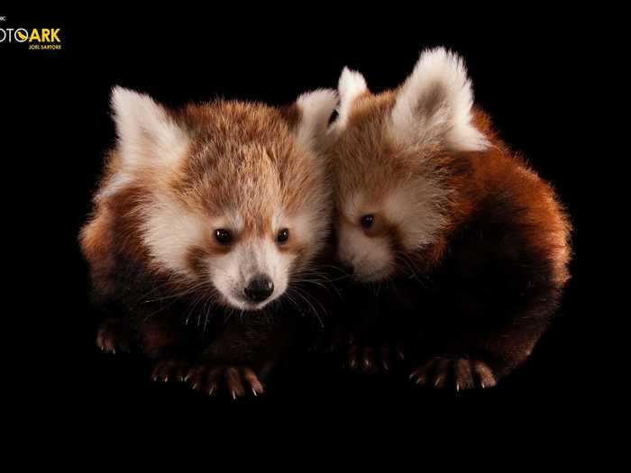 Some animals seen in The Photo Ark are beloved by people around the world.