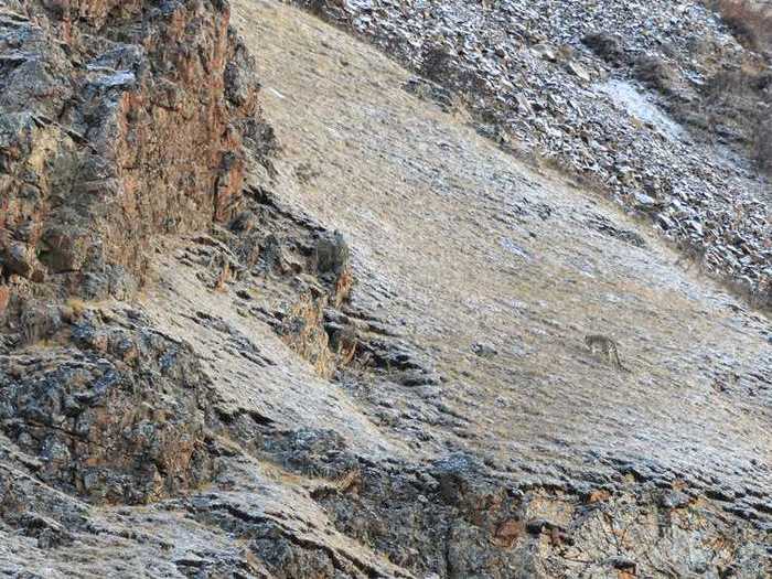 Can you spot the snow leopard on this snowy terrain?