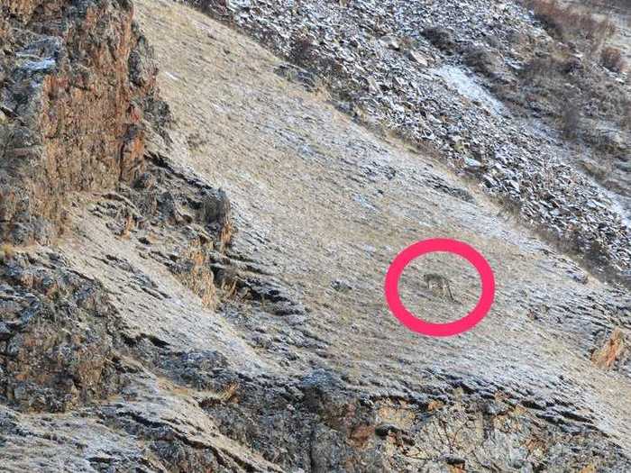 The snow leopard blends in seamlessly to the color of the ground.