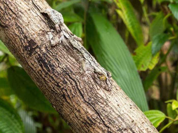 Can you tell what animal is hiding in this tree trunk?