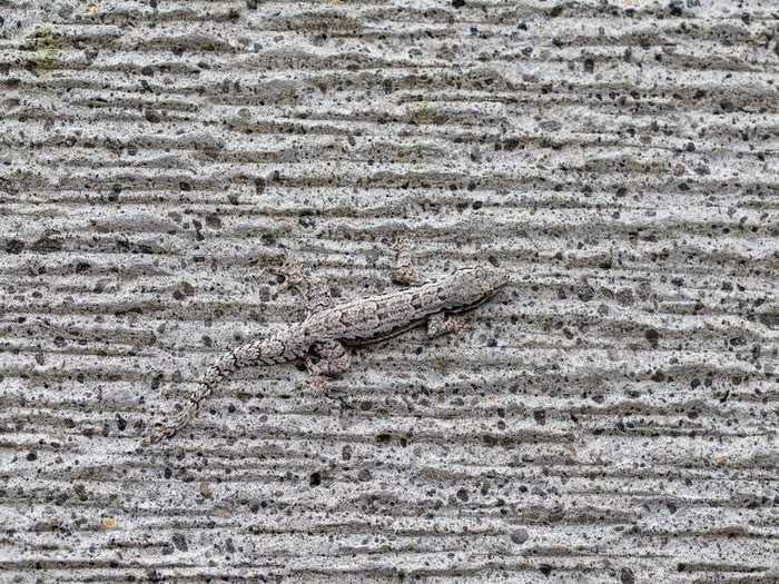 Can you find the lizard against this black and white speckled background?