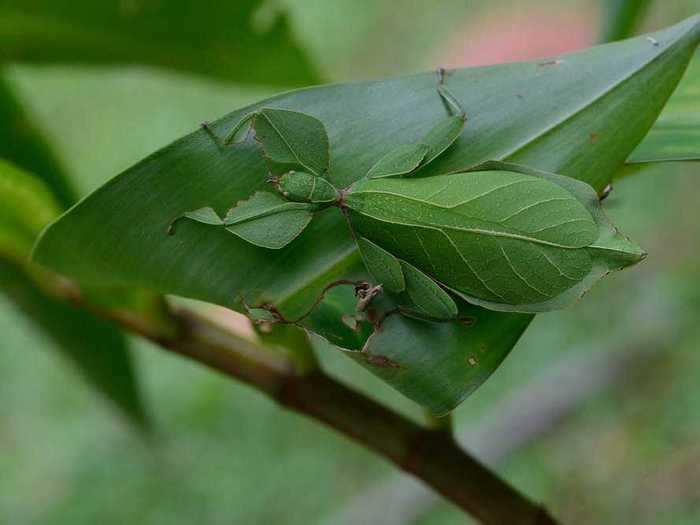 Which is the leaf and which is the leaf mantis?