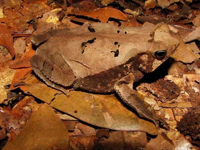 Can you see the toad on the Amazon forest floor?