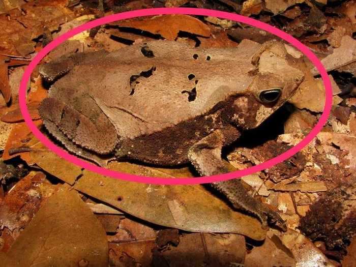 The toad looks like another fallen leaf.