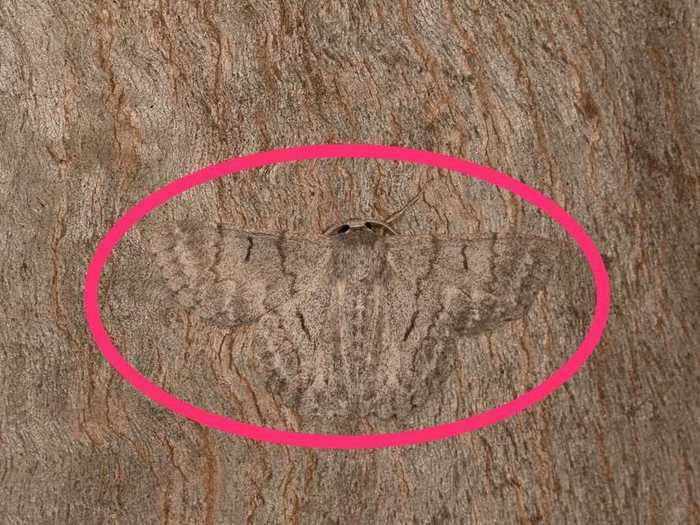 The outline of the moth is barely visible.