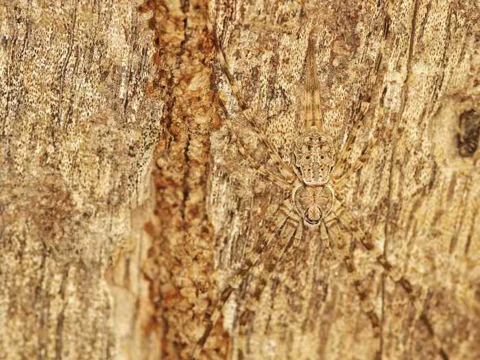 Can you spot the spider?