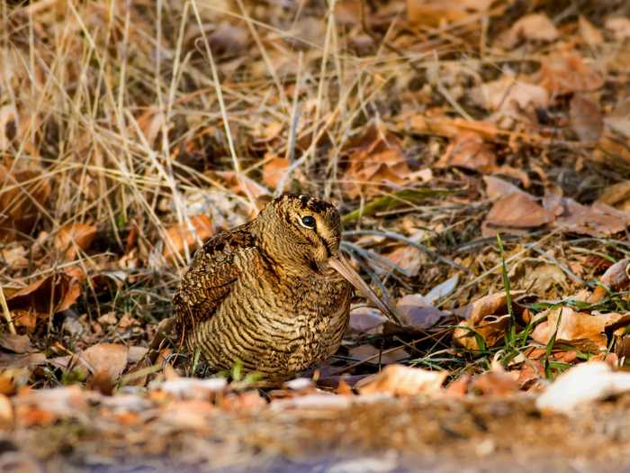 Eurasian woodcocks camouflage themselves in wooded areas. Can you spot one in this photo?