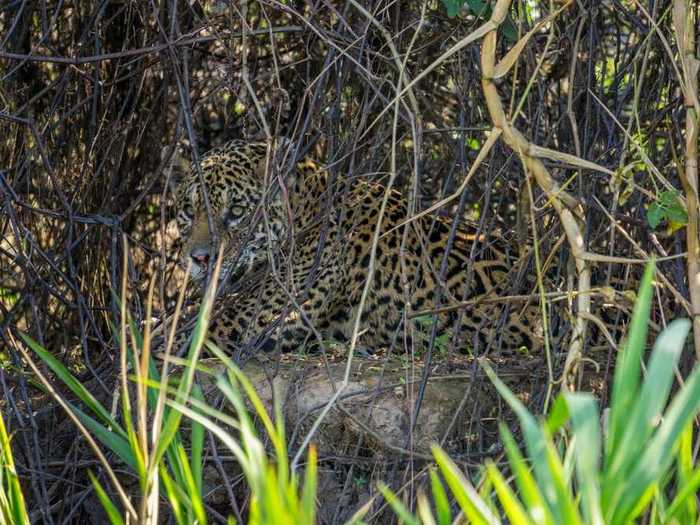 Can you spot the jaguar?